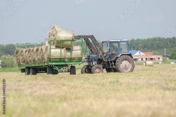 Fototapeta Mechanized harvesting of grass on the flood-plain meadow