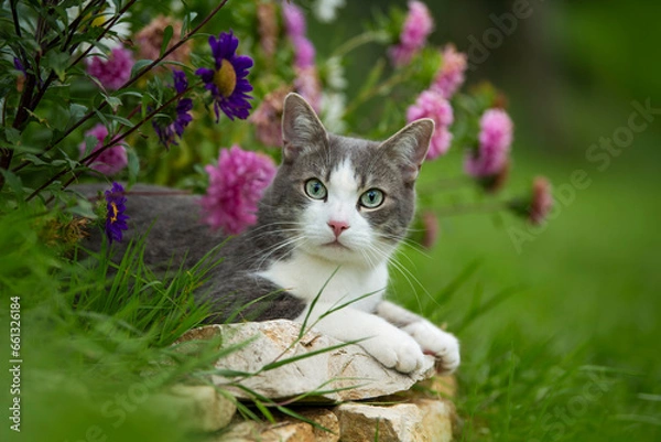 Obraz Cute young cat between flowers