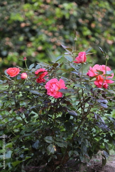 Fototapeta Rosal con flores de color coral