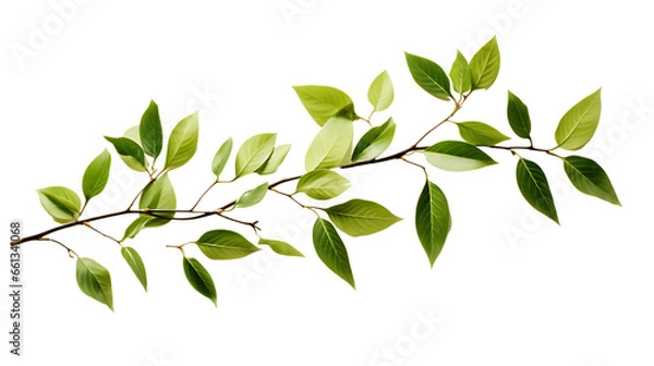 Fototapeta Summer Tree Leaf Branch Shadows Isolated on Transparent or White Background, PNG