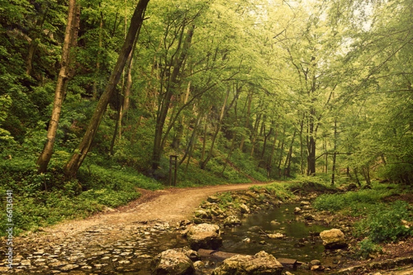 Fototapeta Droga do lasu