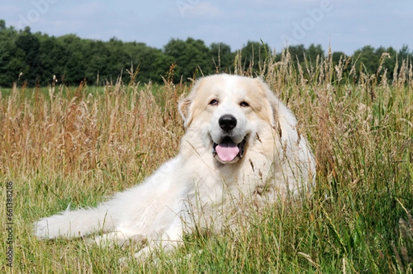 Fototapeta herd protection, dog great pyrenees lying in the field and guard
