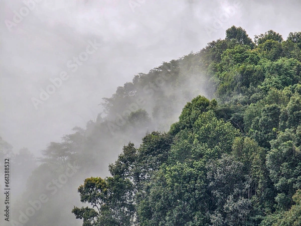 Fototapeta View of the forest mountains and cloud