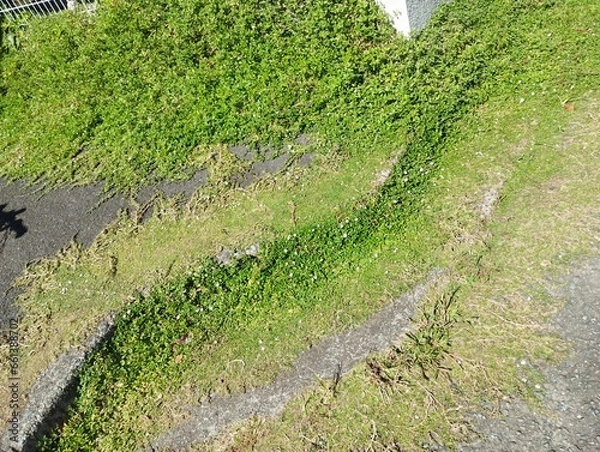 Obraz 細いツタに覆われたアスファルト地面