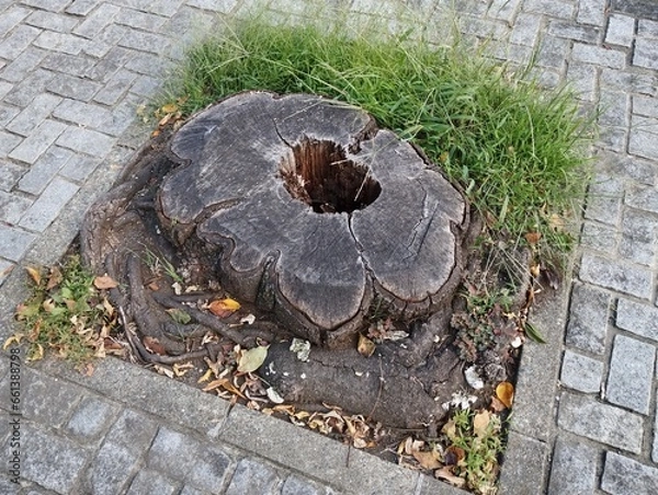 Obraz 石畳の中央に枯れた切り株がある。