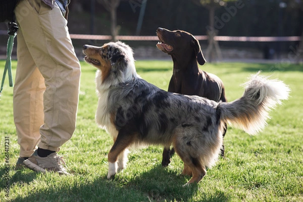Obraz Two purebred dogs in the park look at the owner