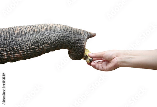Obraz elephant trunk and body part on white background