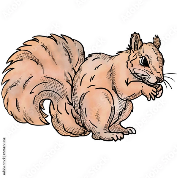 Fototapeta squirrel isolated on background