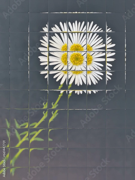 Fototapeta traditional daisy and stem white and yellow gold center on a plain grey background with patterned glass distortion