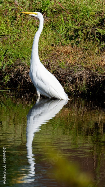 Obraz Reflecting Egret