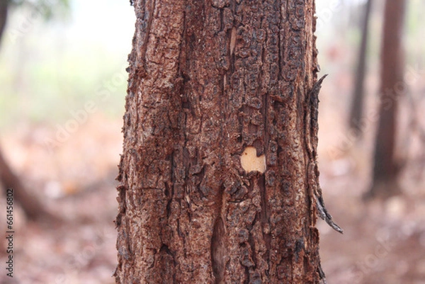 Obraz Burned Tree Trunk Closed Up