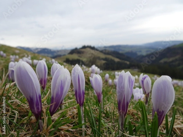 Obraz crocuses in the mountains