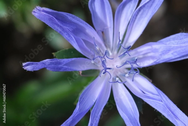 Obraz violet flower close up