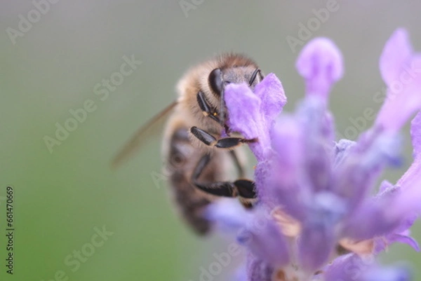 Obraz bee on a flower