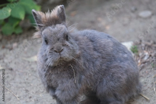 Obraz rabbit in the grass