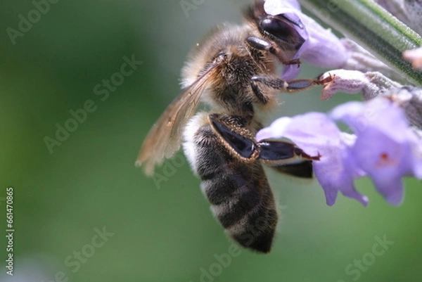Obraz bee on a flower