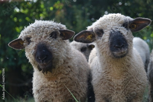 Obraz sheep and lambs
