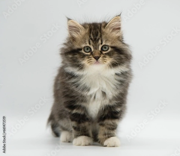 Obraz Siberian kitten on a white background