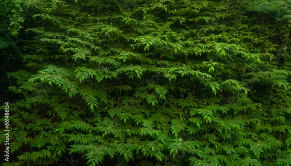 Fototapeta moody deep forest scenic view jungle environment  background