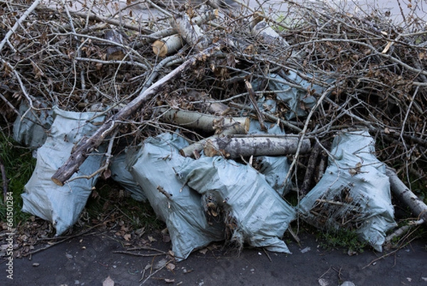 Obraz cutting down trees in the forest