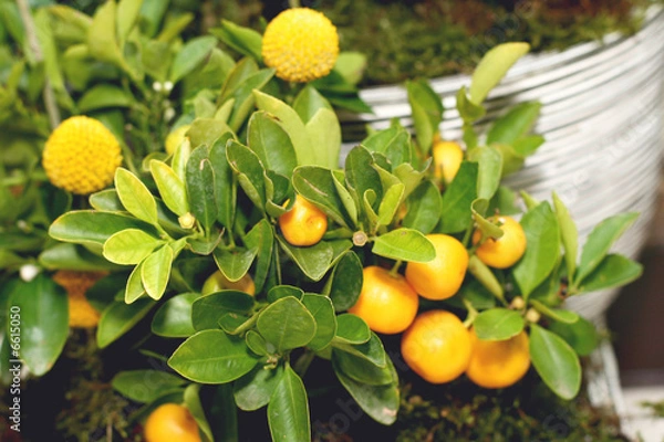 Obraz Citrus tree with fruits