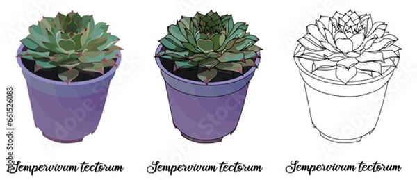 Obraz Sempervivum tectorum Hand drawn Realistic House Plant Flower illustrations 