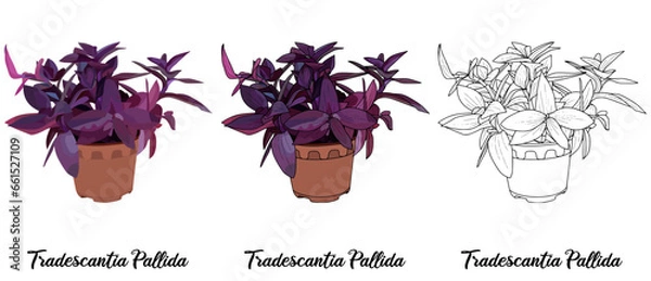 Obraz Tradescantia Pallida Hand drawn Realistic House Plant Flower illustrations 