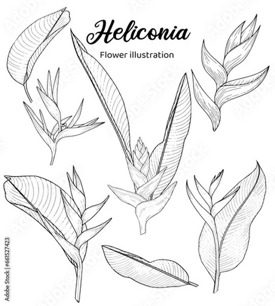 Obraz Heliconia Hand drawn Realistic Flower illustrations 