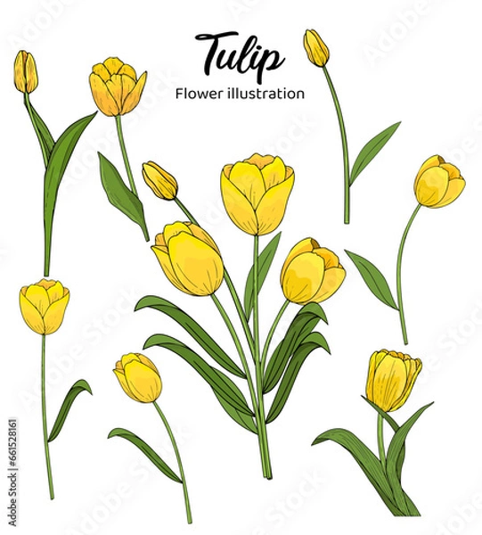 Obraz Tulip Hand drawn Realistic Flower illustrations 