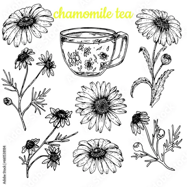 Fototapeta Chamomile tea. set of chamomile flowers. Stock black white Illustration.Vector.Sketch.Hand drawing.Isolated on white background. For packaging design of chamomile products, banners,labels