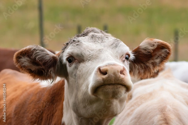 Fototapeta Close up of a cow's head