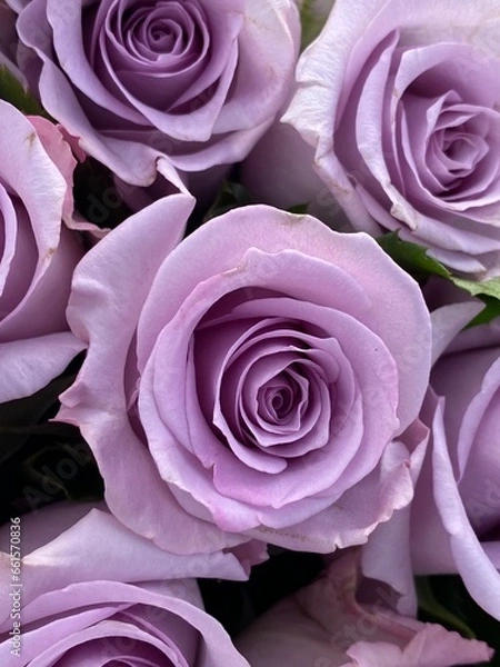 Fototapeta Lavendar Roses