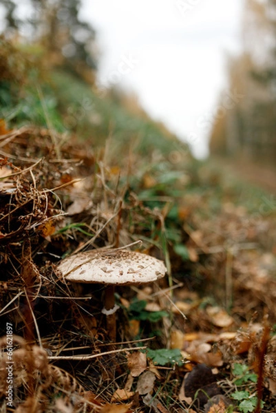 Fototapeta Mushrooms season, mushrooms grow in the forest, mushroom picker collects mushrooms, mushroom in autumn, searching for mushrooms in the forest