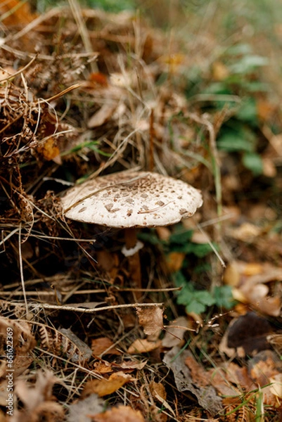 Fototapeta Mushrooms season, mushrooms grow in the forest, mushroom picker collects mushrooms, mushroom in autumn, searching for mushrooms in the forest