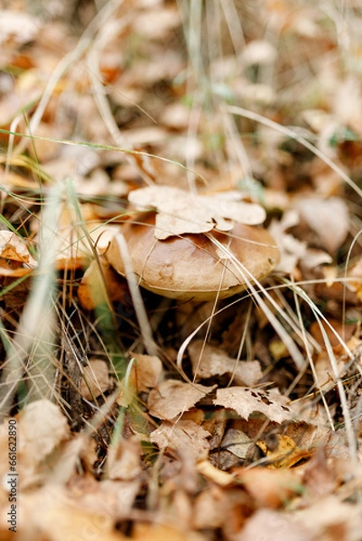Fototapeta Mushrooms season, mushrooms grow in the forest, mushroom picker collects mushrooms, mushroom in autumn, searching for mushrooms in the forest