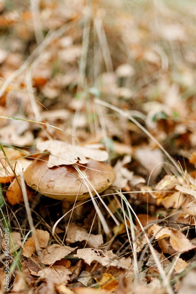 Fototapeta Mushrooms season, mushrooms grow in the forest, mushroom picker collects mushrooms, mushroom in autumn, searching for mushrooms in the forest
