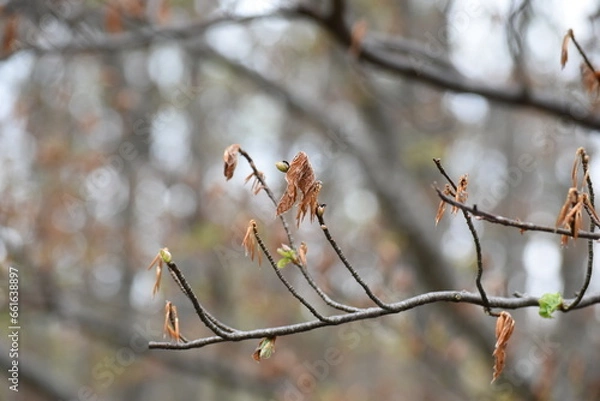 Fototapeta Sfondi per PC
