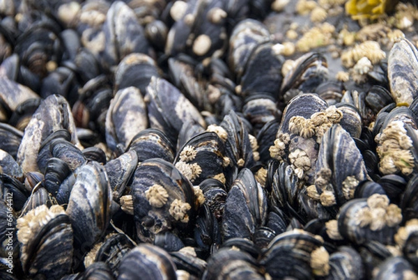 Fototapeta many oyster