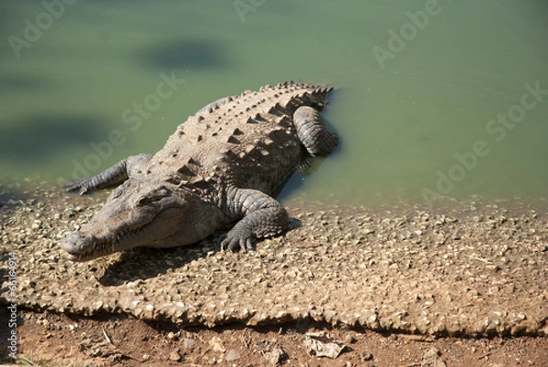 Fototapeta Crocodile