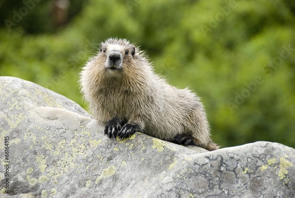 Fototapeta Curious marmot