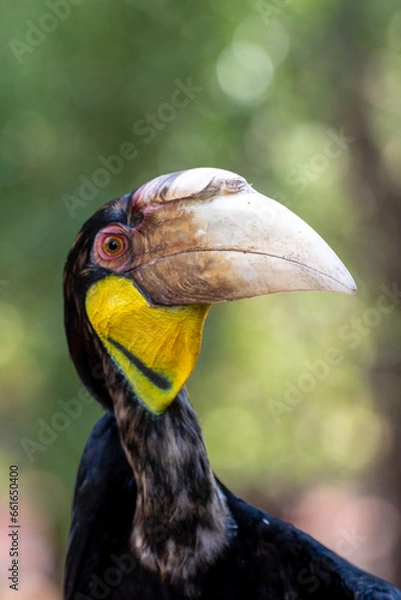 Fototapeta Close up of a female Rhyticeros undulatus bird, The wreathed hornbill is perching on a tree in Borneo forest