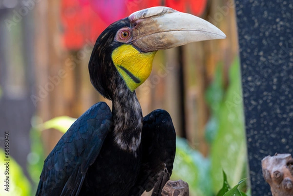 Fototapeta Close up of a female Rhyticeros undulatus bird, The wreathed hornbill is perching on a tree in Borneo forest