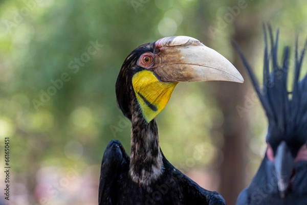 Fototapeta Close up of a female Rhyticeros undulatus bird, The wreathed hornbill is perching on a tree in Borneo forest