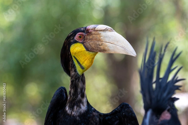 Fototapeta Close up of a female Rhyticeros undulatus bird, The wreathed hornbill is perching on a tree in Borneo forest