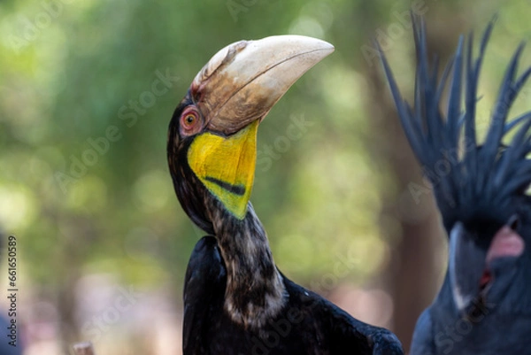 Fototapeta Close up of a female Rhyticeros undulatus bird, The wreathed hornbill is perching on a tree in Borneo forest