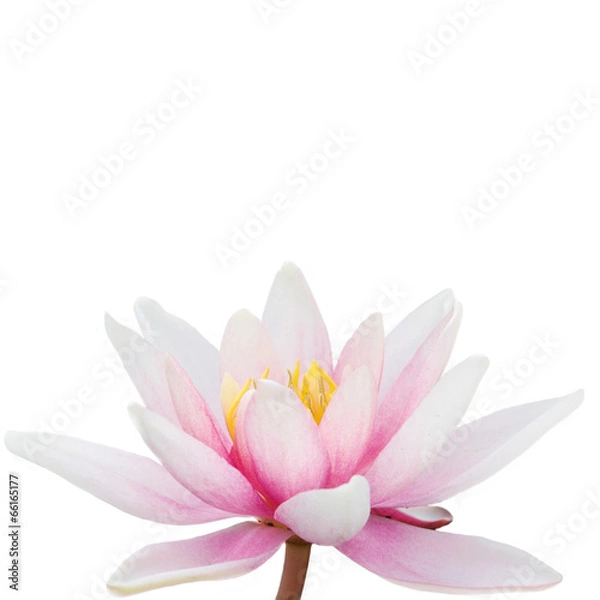 Obraz Water Lily isolatet