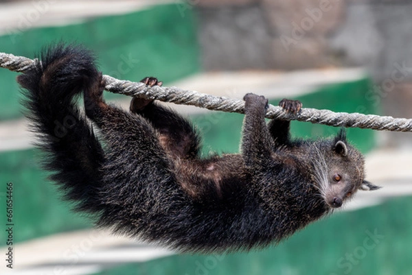 Fototapeta The binturong, Arctictis binturong, also known as bearcat is climbing on tree