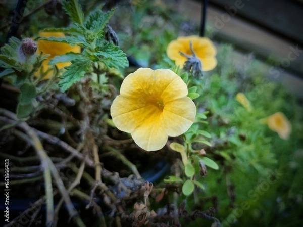 Obraz yellow flowers