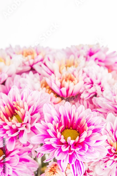 Obraz Chrysanthemum flower in chiangmai Thailand