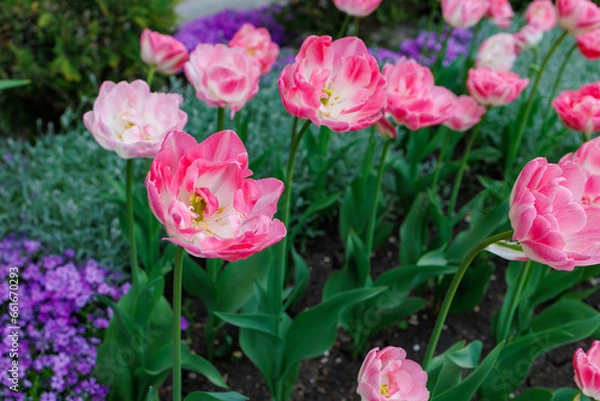 Fototapeta Flowers in a flower bed tulips. Greening the urban environment. Background with selective focus